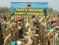 Kompi Produksi Kodim Purbalingga Sukses Panen Jagung, Dorong Ketahanan Pangan Nasional