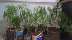 Polres Empat Lawang Ungkap Budidaya Ganja di Dalam Rumah, 44 Batang Disita