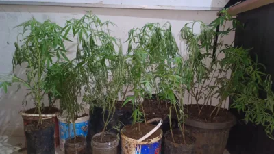 Polres Empat Lawang Ungkap Budidaya Ganja di Dalam Rumah, 44 Batang Disita