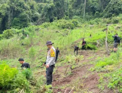 Operasi Gabungan Polda Sumsel Bongkar Ladang Ganja 20 Hektar di Empat Lawang, 220 Kg Ganja dan Bandar Utama Ditangkap