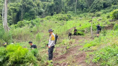 Operasi Gabungan Polda Sumsel Bongkar Ladang Ganja 20 Hektar di Empat Lawang, 220 Kg Ganja dan Bandar Utama Ditangkap