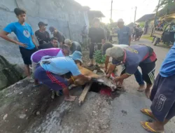 Bupati Lombok Timur Serahkan Sapi Kurban, Masjid Al-Ittihad Kembang Kuning Jadi Penerima Bantuan