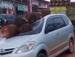 Buah Sawit Jatuh Dari Truk, Mobil Innova Rusak Parah Di Sukamara