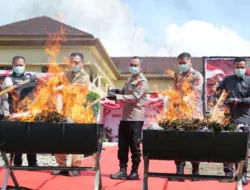 Tindak Tegas Narkoba, Polda Sumatera Selatan Bakar 200 Kg Ganja Hasil Ungkap Ladang 20 Hektare