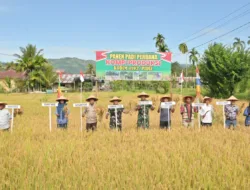 Panen Padi Perdana Di Lahan Kompi Produksi Kodim 0102/Pidie, Perkuat Ketahanan Pangan Di Wilayah Pedalaman