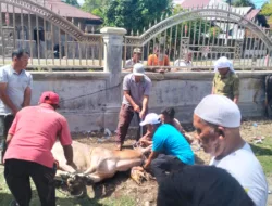 Semangat Kebersamaan Warnai Qurban di Gampong Meunasah Blang, Dua Ekor Sapi Dibagikan untuk 130 KK
