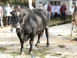 Wujud Syukur Idul Adha 1477 H, Polda Sumsel Salurkan Ratusan Hewan Qurban hingga ke Pelosok