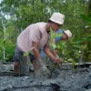 Kolaborasi Warga dan PTBA Pulihkan Mangrove Pasir Sakti, Bentengi Pesisir dari Abrasi