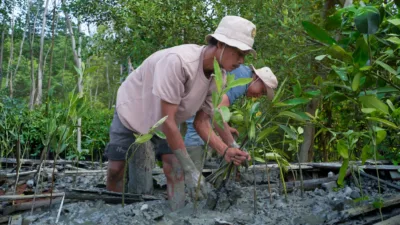 Kolaborasi Warga dan PTBA Pulihkan Mangrove Pasir Sakti, Bentengi Pesisir dari Abrasi