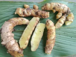 Khasiat Kunyit Putih untuk Kesehatan Menurut dr. Agus Ujianto: Herbal Tradisional yang Didukung Bukti Ilmiah