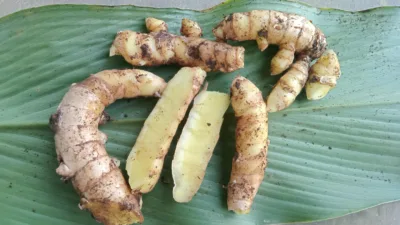 Khasiat Kunyit Putih untuk Kesehatan Menurut dr. Agus Ujianto: Herbal Tradisional yang Didukung Bukti Ilmiah