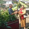 Dukung Penghijauan dan Pemberdayaan Perempuan, DLH Banjarnegara Serahkan 1.000 Bibit Kopi kepada Bunda Milenial