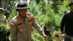 Polisi Musnahkan 3.000 Batang Ganja di Aceh Utara, Dua Tersangka Ditangkap