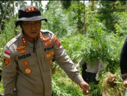 Polisi Musnahkan 3.000 Batang Ganja di Aceh Utara, Dua Tersangka Ditangkap