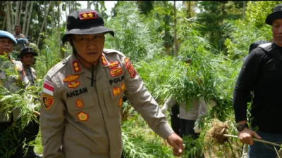 Polisi Musnahkan 3.000 Batang Ganja di Aceh Utara, Dua Tersangka Ditangkap