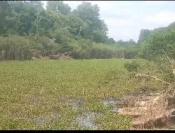 Eceng Gondok Menutupi Danau di Kecamatan Silat Hilir, Nelayan Keluhkan Sulit Mencari Nafkah