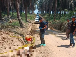 Polres Musi Banyuasin Usut Tuntas Penemuan Jenazah Pria di Perkebunan Sawit PT Hindoli
