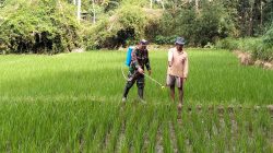 Wujudkan Ketahanan Pangan, Babinsa Kedungbanteng Dampingi Petani Merawat Sawah Warga