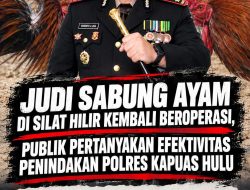 Judi Sabung Ayam di Silat Hilir Kembali Beroperasi, Publik Pertanyakan Efektivitas Penindakan Polres Kapuas Hulu